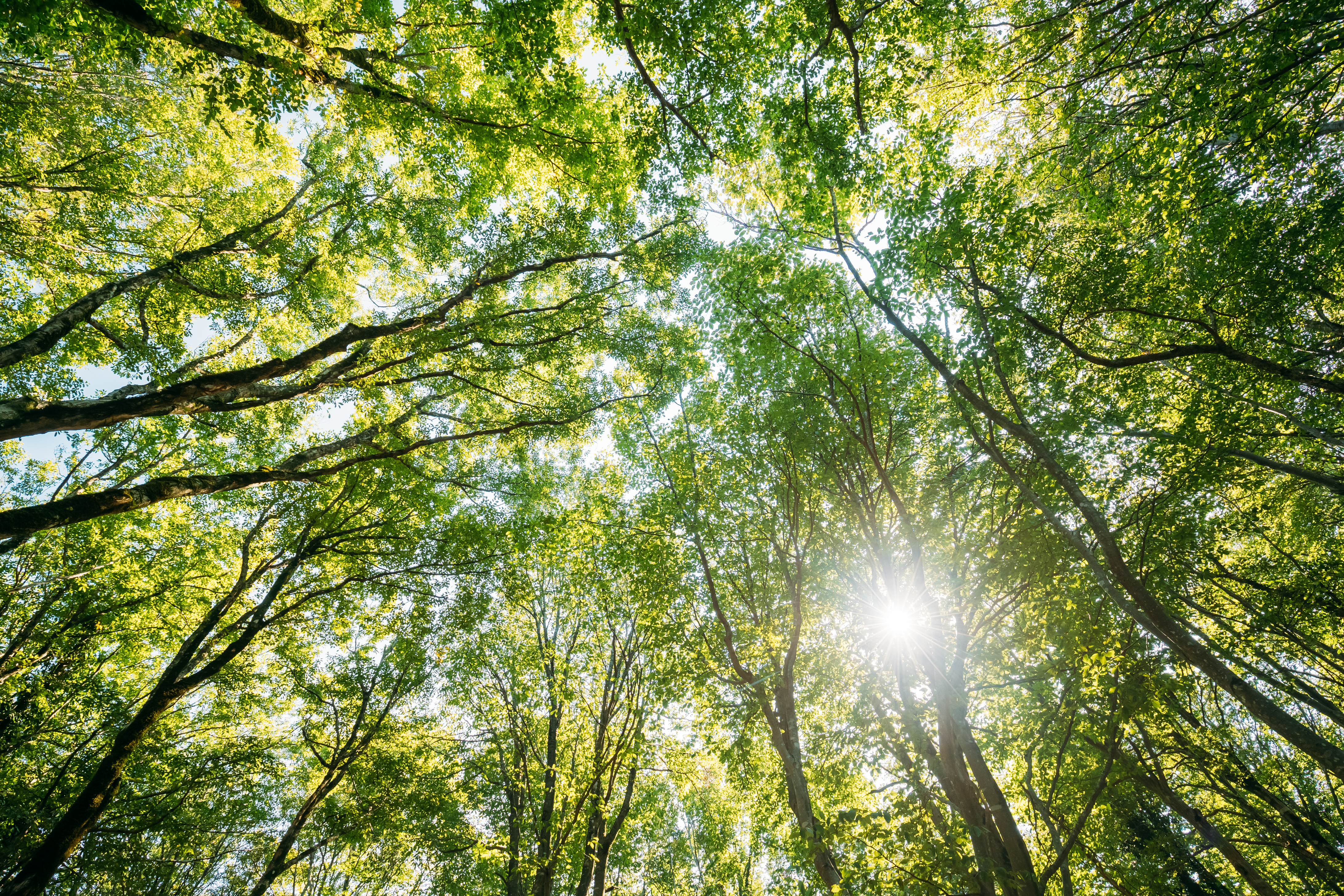 Summer Deciduous Forest Trees Woods Canopy. Bottom View Wide